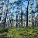 KINDERCLUB AKTION: FINDEBÄR IM WALD