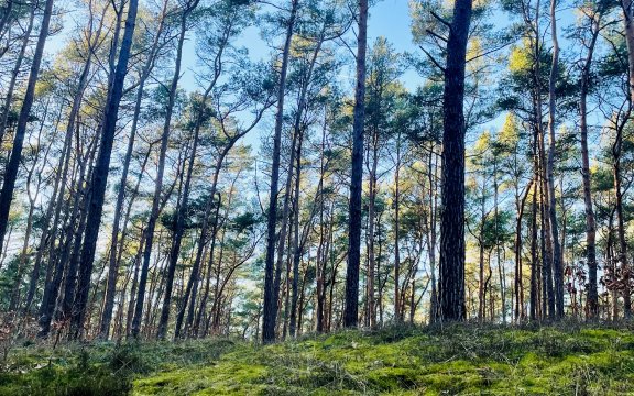 KINDERCLUB AKTION: FINDEBÄR IM WALD
