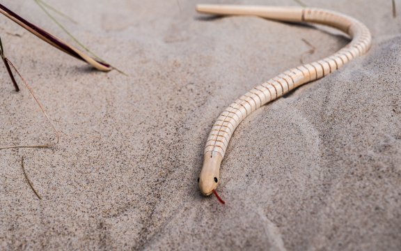 HOLZSCHLANGE ZUM GESTALTEN & SPIELEN