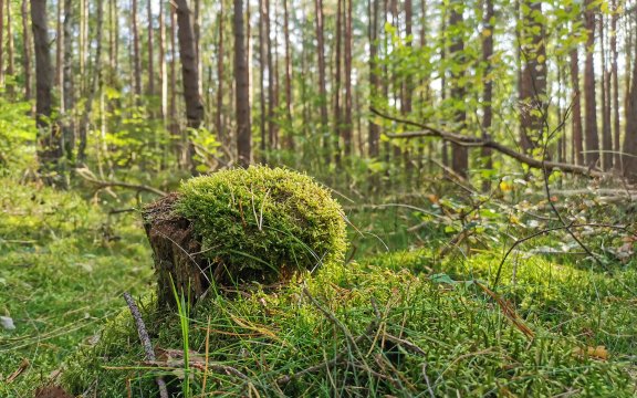 WALDBADEN-DER WALD ALS MEDIZIN