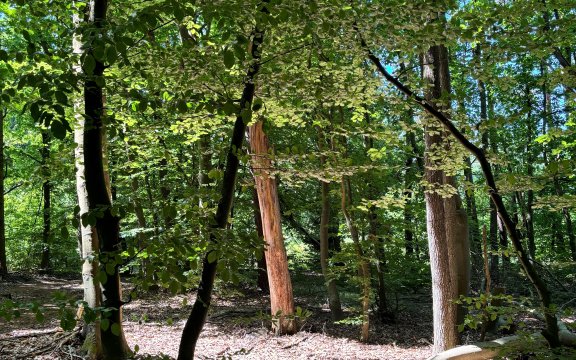 WALDBADEN-DER WALD ALS MEDIZIN