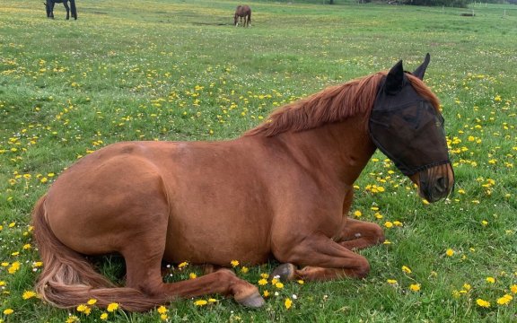 KINDERCLUB AKTION: PFERDEQUIZ