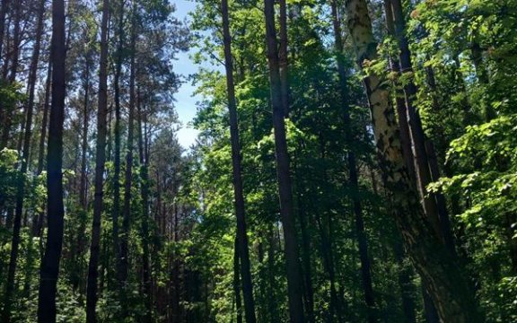 WALDBADEN-DER WALD ALS MEDIZIN