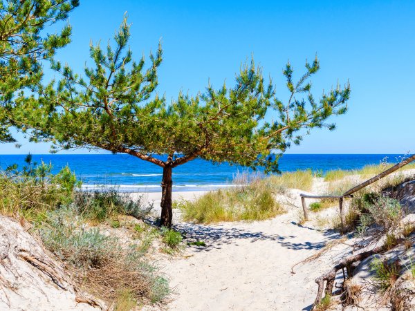 Düne, Kiefer und Ostsee