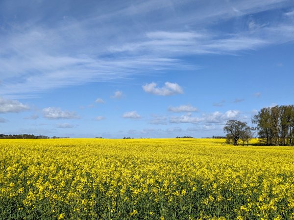 Arrangement Auf in den Mai - Urlaub im Casa Familia in Zinnowitz auf Usedom